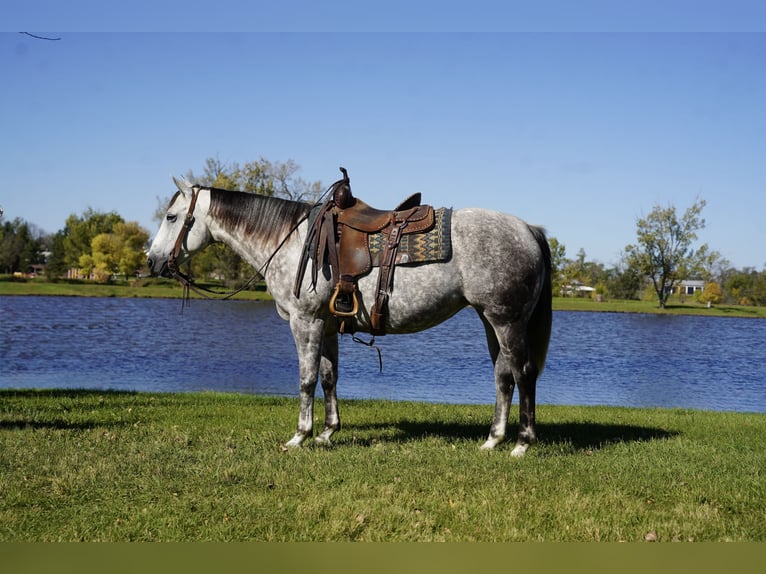 American Quarter Horse Merrie 7 Jaar Schimmel in Corsica
