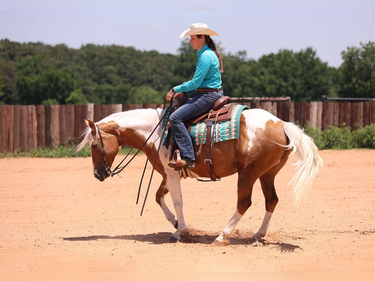 American Quarter Horse Merrie 7 Jaar Tobiano-alle-kleuren in Adair OK