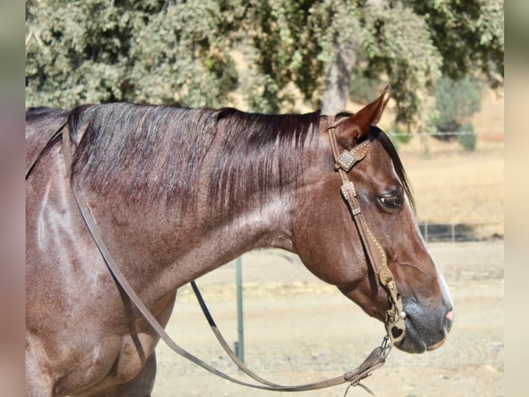 American Quarter Horse Merrie 7 Jaar in Paicines CA