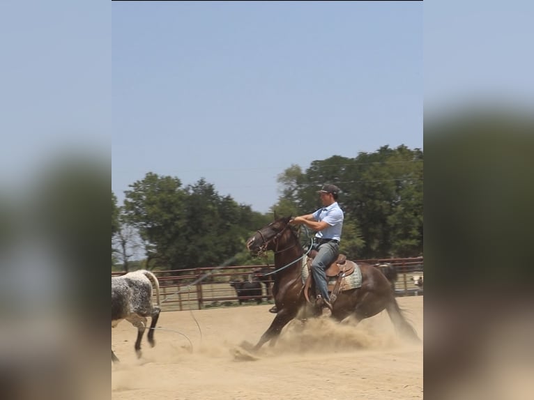 American Quarter Horse Merrie 7 Jaar Zwart in Terrell