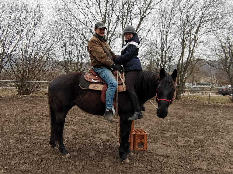 American Quarter Horse Merrie 7 Jaar Zwart in Gruibingen