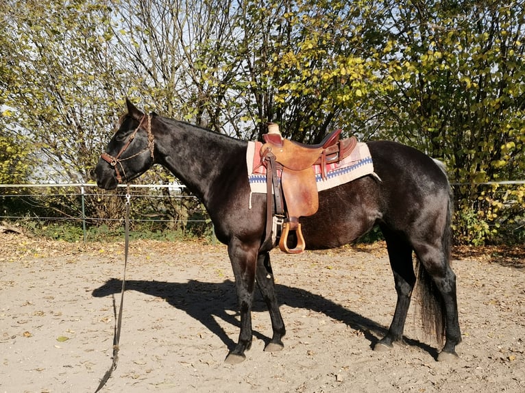 American Quarter Horse Merrie 7 Jaar Zwart in Gruibingen