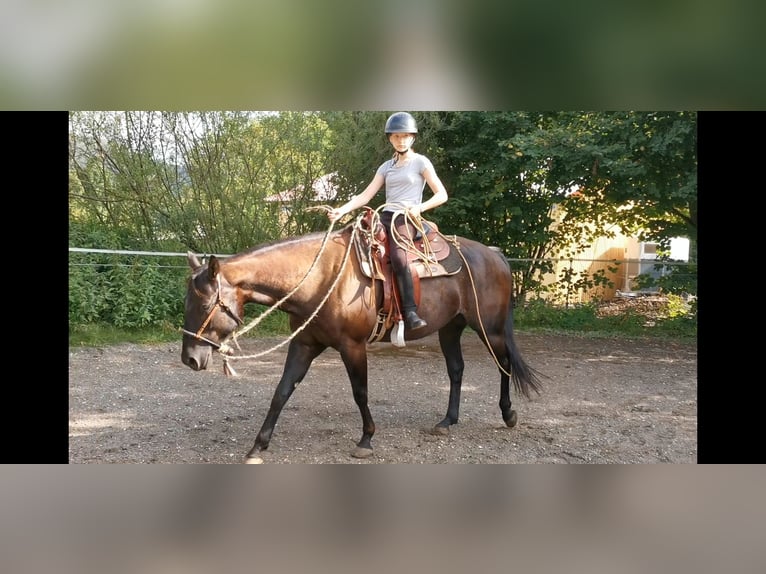 American Quarter Horse Merrie 7 Jaar Zwart in Gruibingen