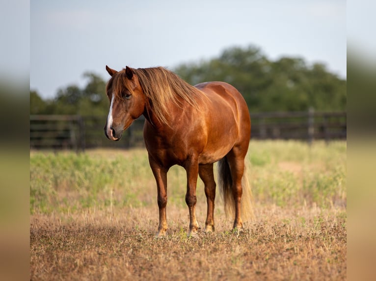American Quarter Horse Merrie 8 Jaar 124 cm Roodbruin in Weatherford TX