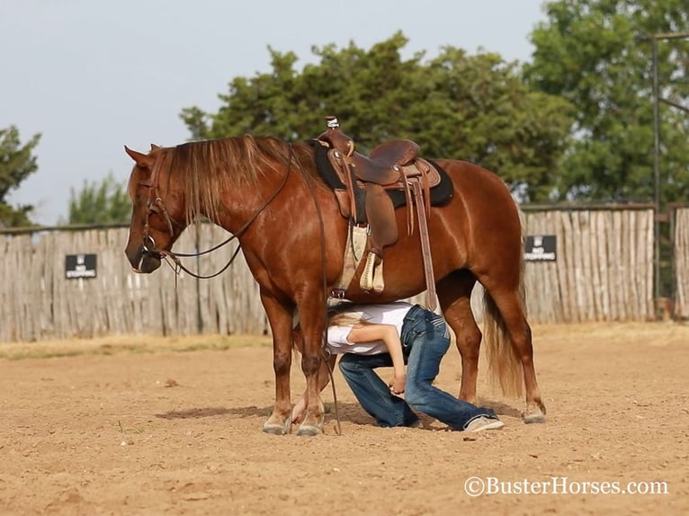 American Quarter Horse Merrie 8 Jaar 124 cm Roodbruin in Weatherford TX