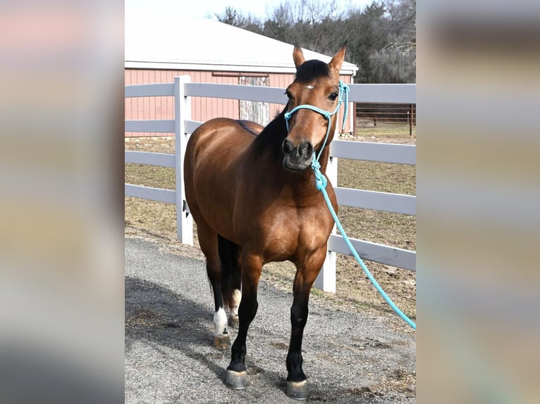 American Quarter Horse Merrie 8 Jaar 137 cm Falbe in Sturgis, Mi