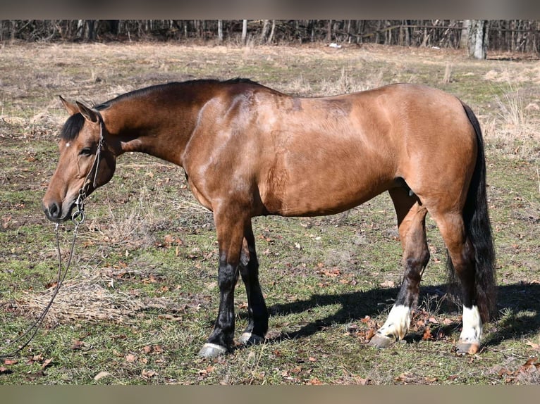 American Quarter Horse Merrie 8 Jaar 137 cm Falbe in Sturgis, Mi