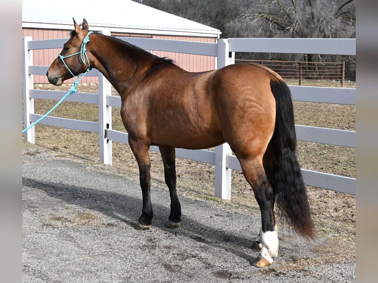 American Quarter Horse Merrie 8 Jaar 137 cm Falbe in Sturgis, Mi