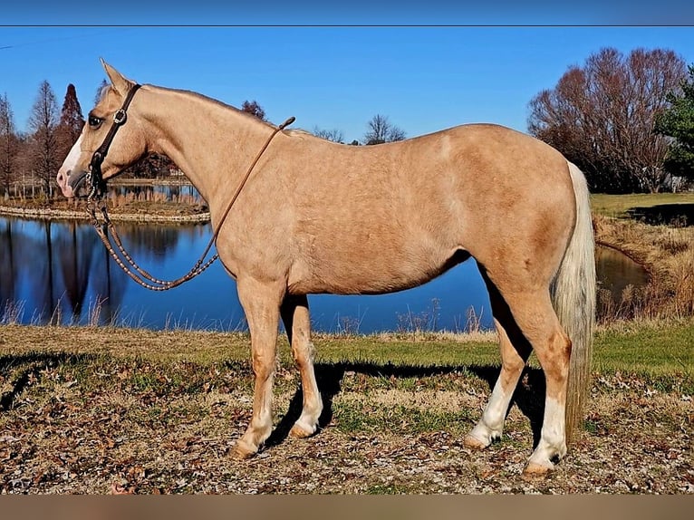 American Quarter Horse Merrie 8 Jaar 140 cm Palomino in Robards