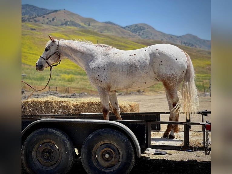 American Quarter Horse Merrie 8 Jaar 140 cm Roan-Red in Paicines CA