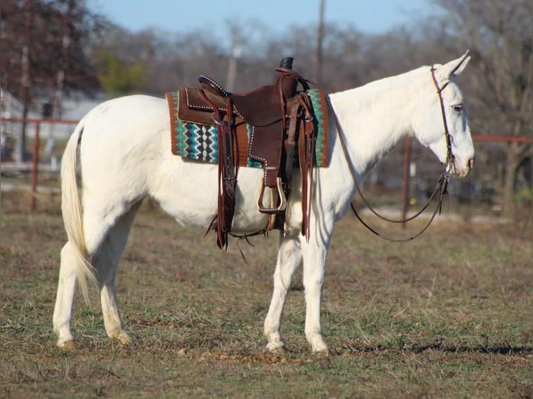 American Quarter Horse Merrie 8 Jaar 140 cm Wit in Stephenville TX
