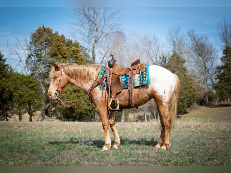 American Quarter Horse Merrie 8 Jaar 142 cm Brauner in greenville KY