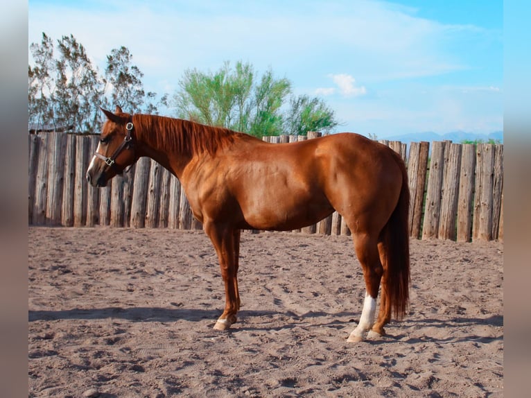American Quarter Horse Merrie 8 Jaar 142 cm Donkere-vos in Scottsdale AZ
