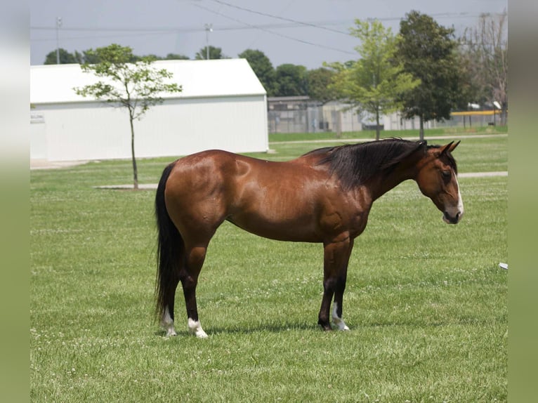 American Quarter Horse Merrie 8 Jaar 142 cm Roodbruin in Lisbon IA