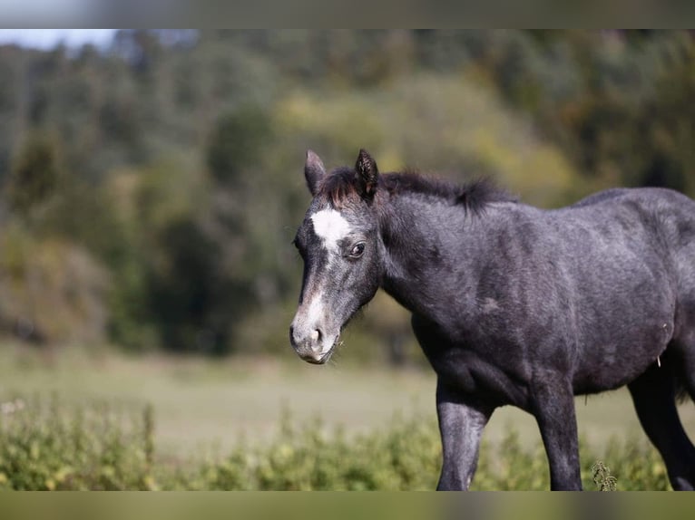American Quarter Horse Merrie 8 Jaar 144 cm Appelschimmel in Schwalmtal