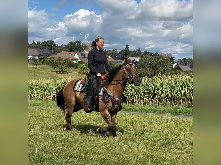 American Quarter Horse Merrie 8 Jaar 145 cm Lichtbruin in Linkenbach