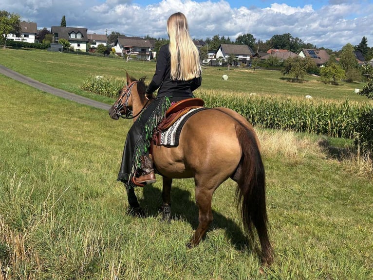 American Quarter Horse Merrie 8 Jaar 145 cm Lichtbruin in Linkenbach