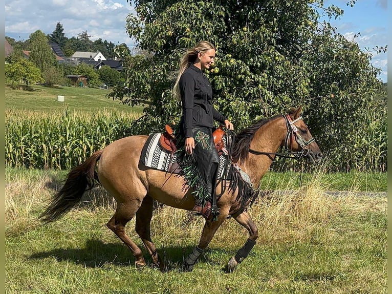 American Quarter Horse Merrie 8 Jaar 145 cm Lichtbruin in Linkenbach