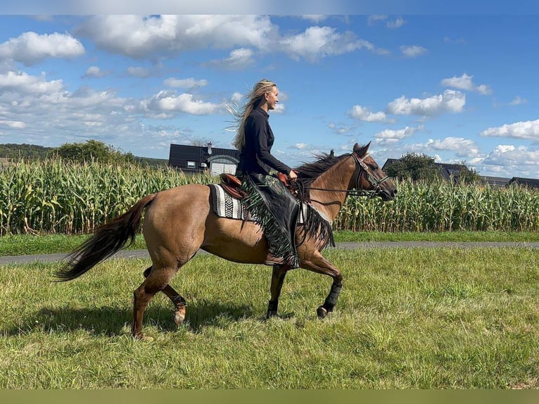 American Quarter Horse Merrie 8 Jaar 145 cm Lichtbruin in Linkenbach