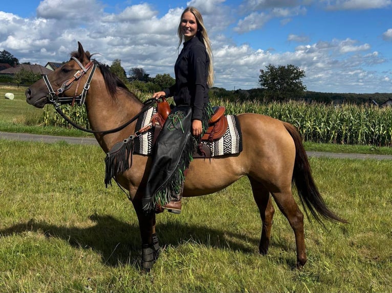 American Quarter Horse Merrie 8 Jaar 145 cm Lichtbruin in Linkenbach
