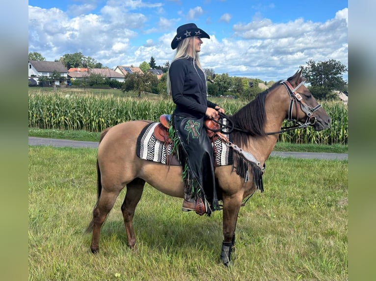 American Quarter Horse Merrie 8 Jaar 145 cm Lichtbruin in Linkenbach