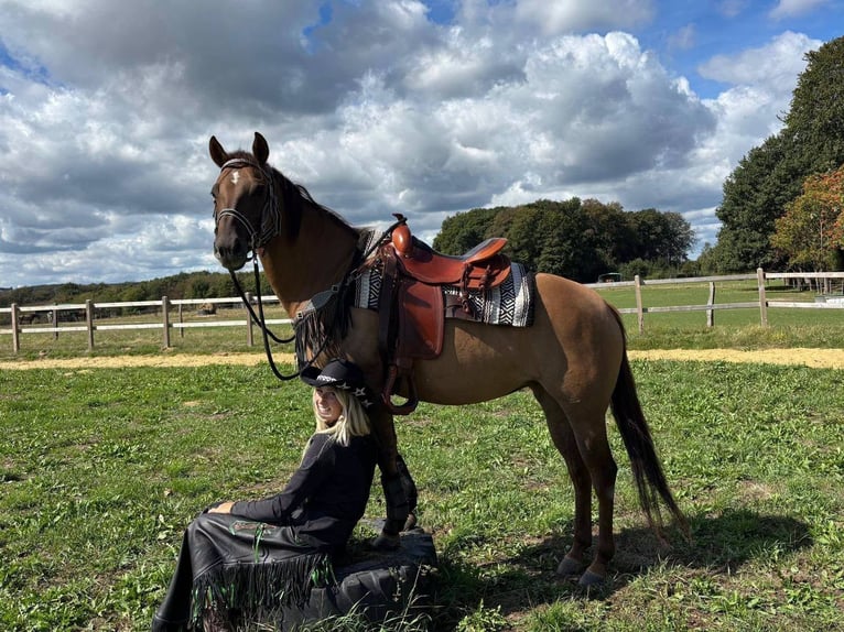 American Quarter Horse Merrie 8 Jaar 145 cm Lichtbruin in Linkenbach