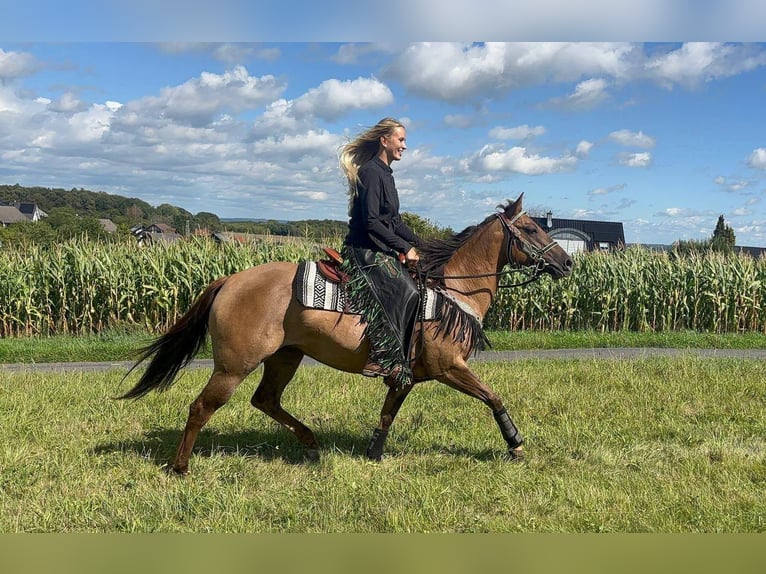 American Quarter Horse Merrie 8 Jaar 145 cm Lichtbruin in Linkenbach