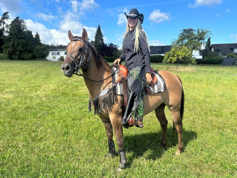 American Quarter Horse Merrie 8 Jaar 145 cm Lichtbruin in Linkenbach