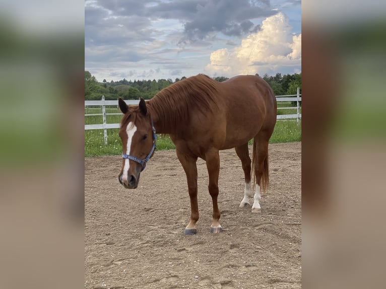 American Quarter Horse Merrie 8 Jaar 146 cm Vos in Herbolzheim