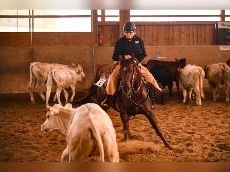 American Quarter Horse Merrie 8 Jaar 146 cm Vos in Nidderau