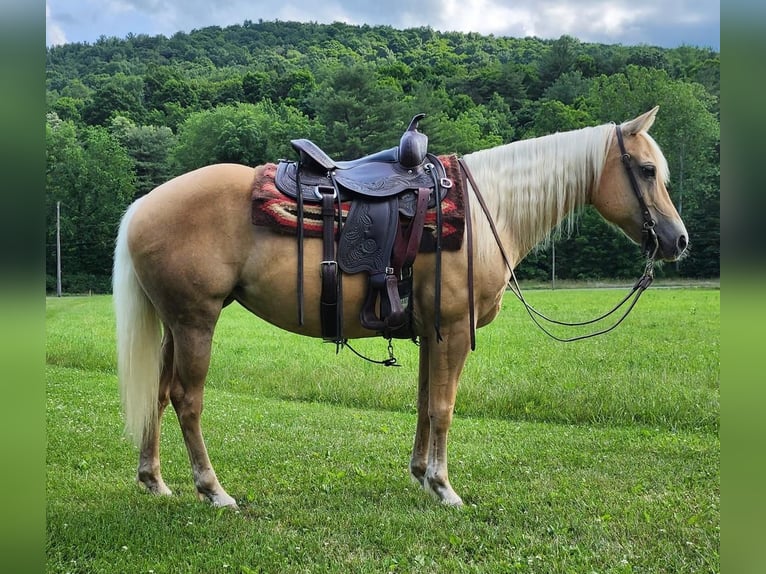 American Quarter Horse Merrie 8 Jaar 147 cm Palomino in Buffalo Mills, PA