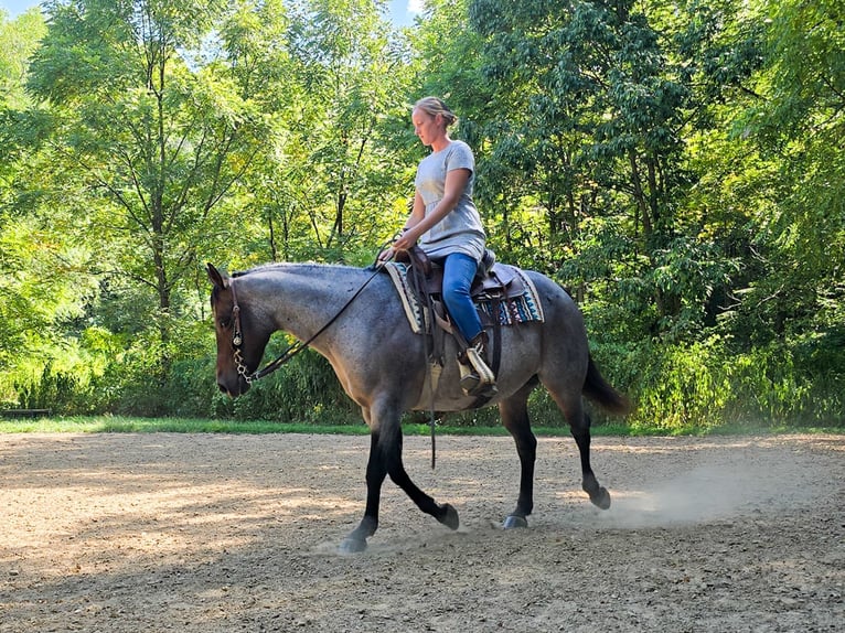 American Quarter Horse Merrie 8 Jaar 147 cm Roan-Blue in Dundee