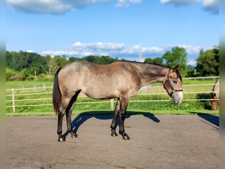 American Quarter Horse Merrie 8 Jaar 147 cm Roan-Blue in Dundee