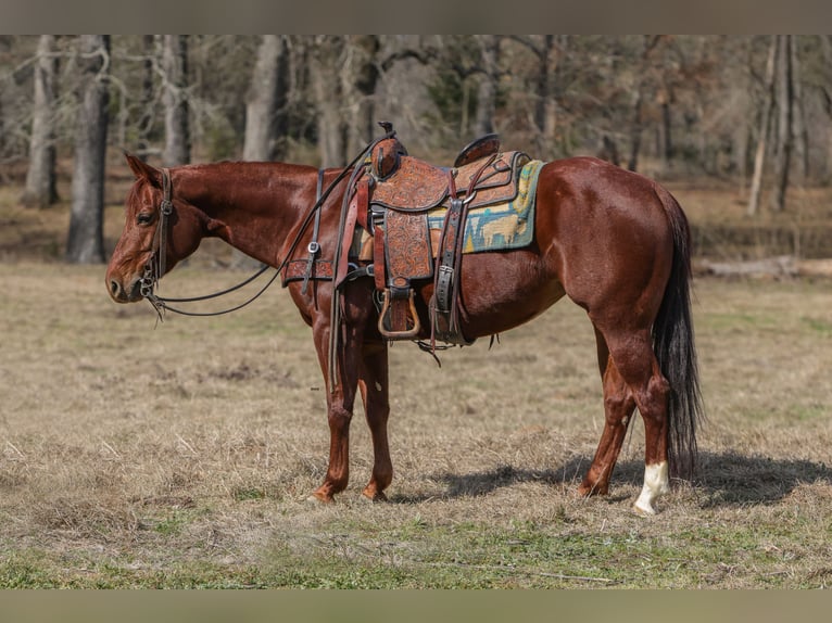 American Quarter Horse Merrie 8 Jaar 147 cm Roodvos in Rusk