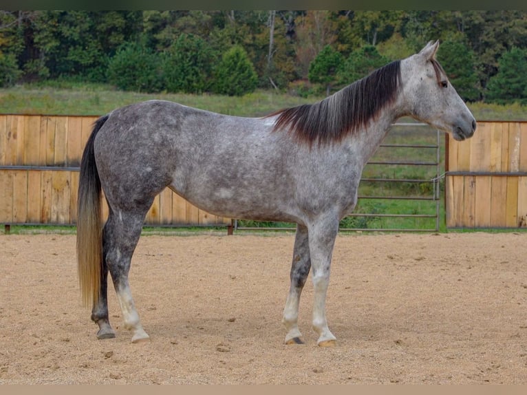 American Quarter Horse Merrie 8 Jaar 147 cm Schimmel in Summersville