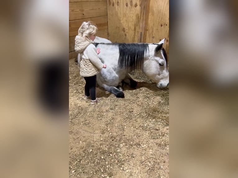 American Quarter Horse Merrie 8 Jaar 147 cm Schimmel in Brownstown, IL