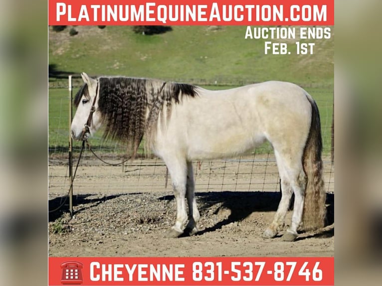 American Quarter Horse Merrie 8 Jaar 147 cm Schimmel in Bitterwater CA