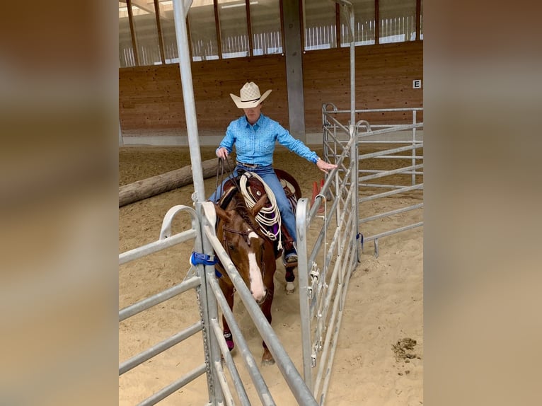 American Quarter Horse Merrie 8 Jaar 147 cm Vos in Weilheim