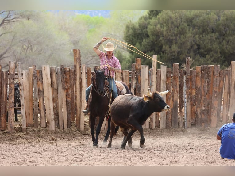 American Quarter Horse Merrie 8 Jaar 147 cm Zwart in Camp Verrde AZ