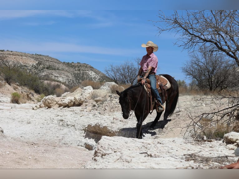 American Quarter Horse Merrie 8 Jaar 147 cm Zwart in Camp Verrde AZ
