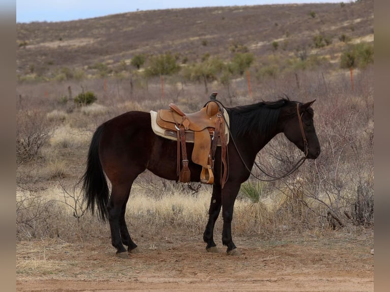 American Quarter Horse Merrie 8 Jaar 147 cm Zwart in Camp Verrde AZ