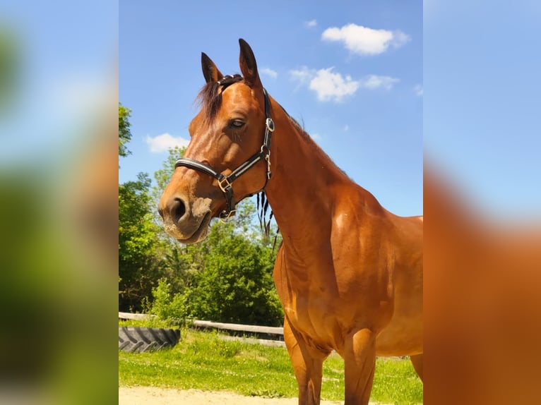 American Quarter Horse Merrie 8 Jaar 148 cm Bruin in Görlitz