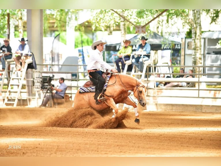 American Quarter Horse Merrie 8 Jaar 148 cm Palomino in Rottum