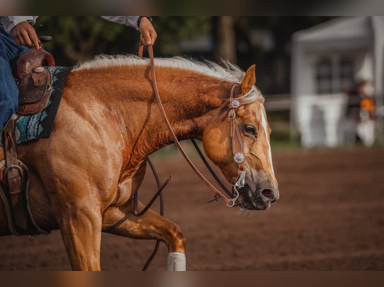 American Quarter Horse Merrie 8 Jaar 148 cm Palomino in Rottum