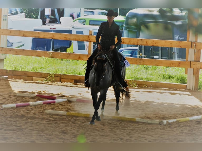 American Quarter Horse Merrie 8 Jaar 148 cm Roan-Blue in Moritz