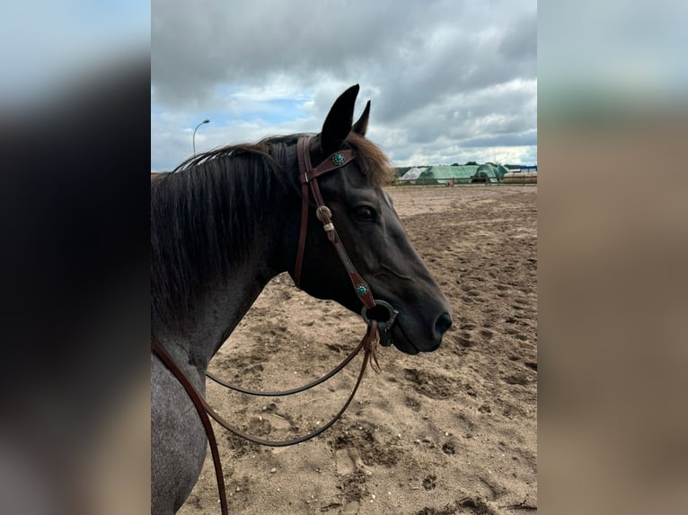 American Quarter Horse Merrie 8 Jaar 148 cm Roan-Blue in Moritz