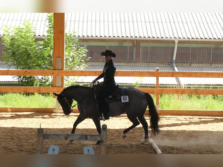 American Quarter Horse Merrie 8 Jaar 148 cm Roan-Blue in Moritz