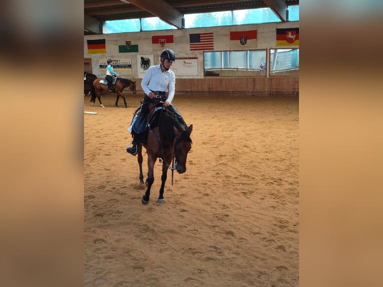 American Quarter Horse Merrie 8 Jaar 150 cm Bruin in Görlitz