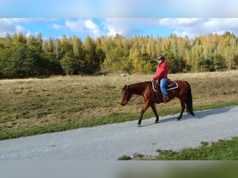 American Quarter Horse Merrie 8 Jaar 150 cm Bruin in Görlitz