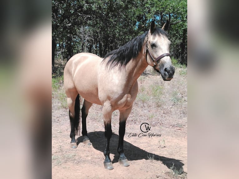 American Quarter Horse Merrie 8 Jaar 150 cm Buckskin in Healdton